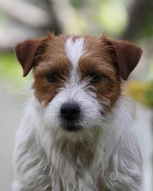 Jack Russell terrier giovani adulti