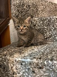gattini curioso 