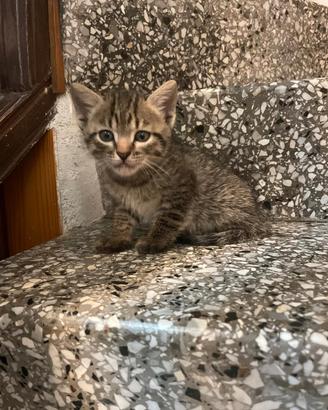 gattini curioso 