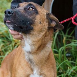 ARIA sei il cane perfetto
