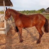 Puledra baia derivata araba