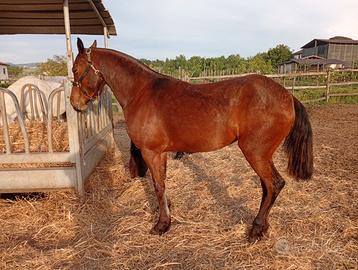Puledra baia derivata araba