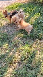 volpino pomerania nano 