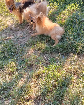 volpino pomerania nano 