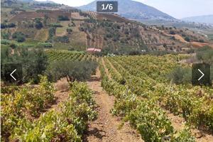 Terreno e rustico
