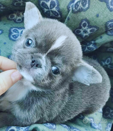 Chihuahua pedigree Enci low cost leggi