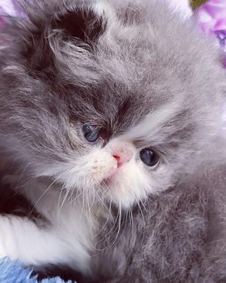 Cuccioli di Gatto