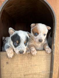 Cuccioli Australian Cattle Dog con PEDEGREE