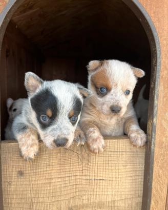 Cuccioli Australian Cattle Dog con PEDEGREE