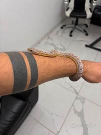 Serpente del grano maschio