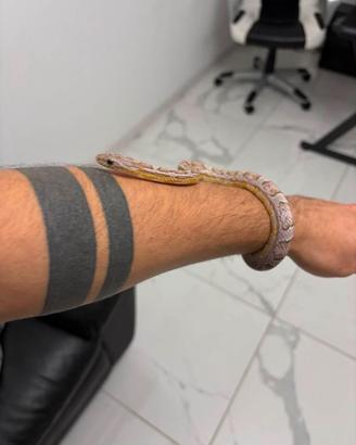 Serpente del grano maschio