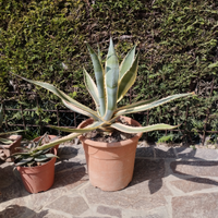 Piante grasse agave ecc