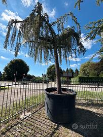 Cedro pendula atlantica