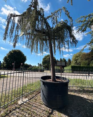 Cedro pendula atlantica