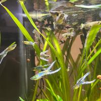 Guppy japan blu doppia spada con piante