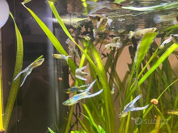 Guppy japan blu doppia spada con piante