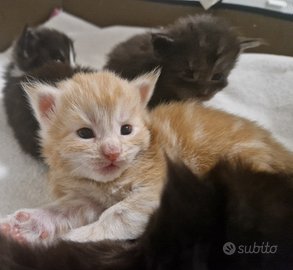 Cuccioli di Maine coon