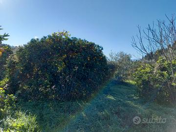 Terreno agricolo con agrumeto di mandarini