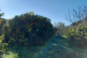 Terreno agricolo con agrumeto di mandarini