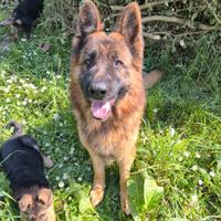 Cuccioli di pastore tedesco