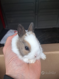 Minilop e testa di leone