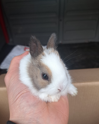 Minilop e testa di leone