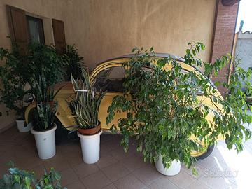 Citroen due cavalli del 1984