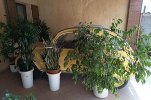 Citroen due cavalli del 1984