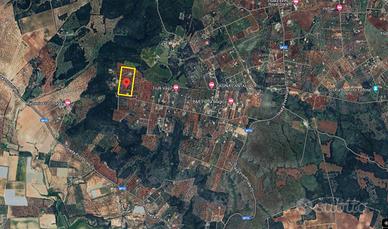 Terreno Agricolo Grottaglie [Cod. rif VD2455VRG]