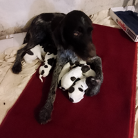 Cuccioli di Drahthar