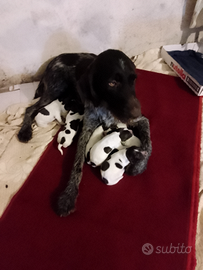 Cuccioli di Drahthar