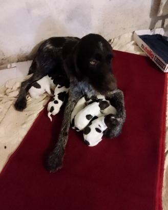 Cuccioli di Drahthar