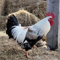 Gallo da seme d'eccellenza