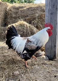 Gallo da seme d'eccellenza