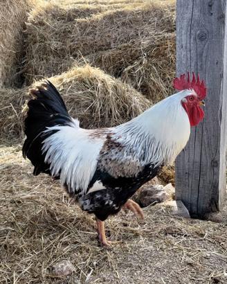 Gallo da seme d'eccellenza