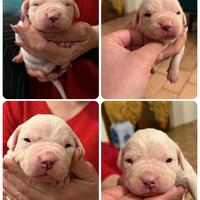 Cuccioli dogo argentino