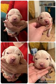 Cuccioli dogo argentino