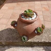 Echeveria in Vaso di Terracotta - Pianta Grassa