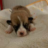 Cuccioli di Welsh Corgi Pembroke