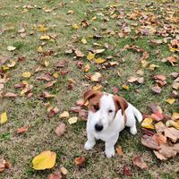 Cuccioli Jack Russell