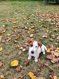 Cuccioli Jack Russell