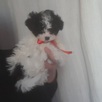 Maltipoo Toy