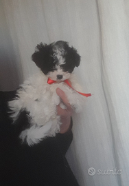 Maltipoo Toy