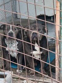 American Bully
