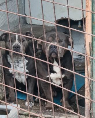 American Bully
