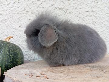 Coniglio minilop maschio