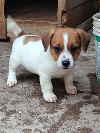 Jack Russell Terrier