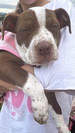Pitbullred