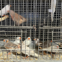 Diamantini mandarini