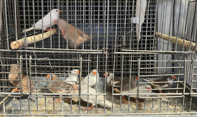 Diamantini mandarini